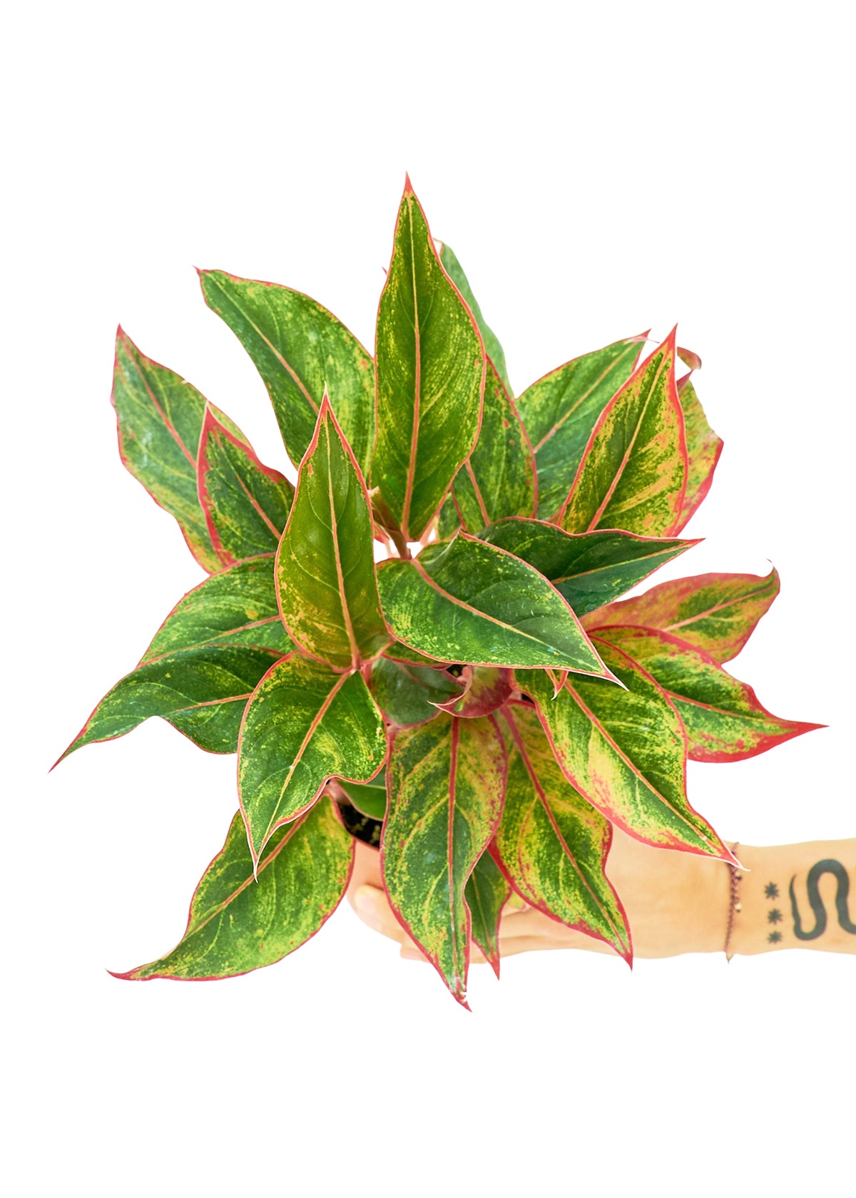 Red Chinese Evergreen, Medium